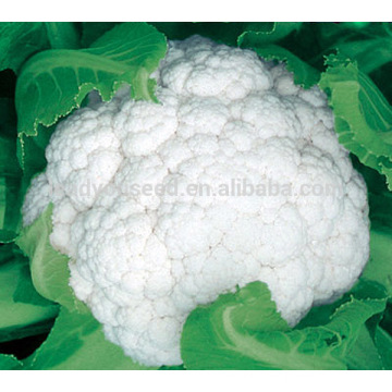 CF09 Youli 100 days later maturity white cauliflower seeds op cauliflower seeds